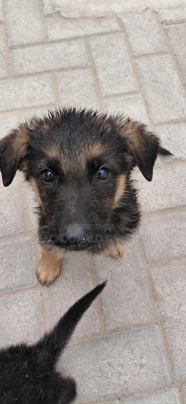 1-3 months Male Purebred German Shepherd