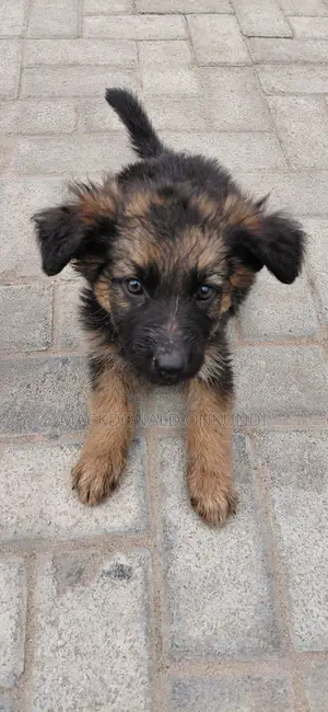 1-3 months Male Purebred German Shepherd