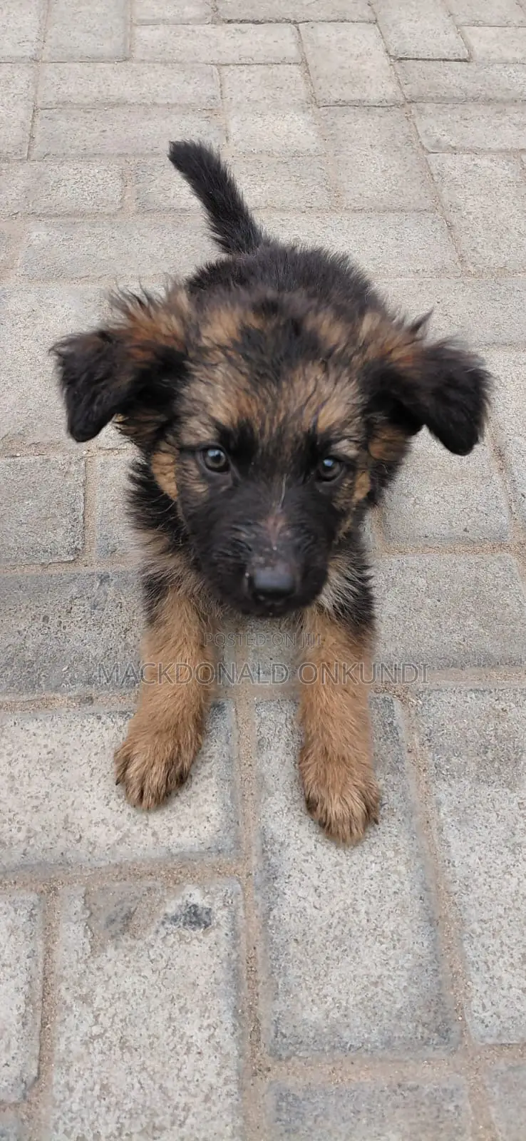 1-3 months Male Purebred German Shepherd