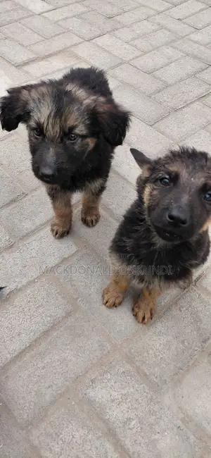1-3 months Male Purebred German Shepherd