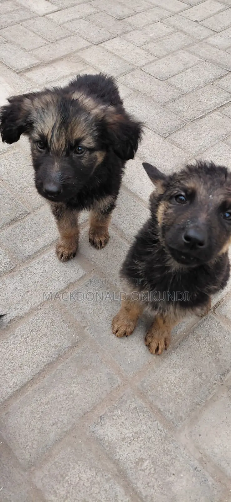 1-3 months Male Purebred German Shepherd