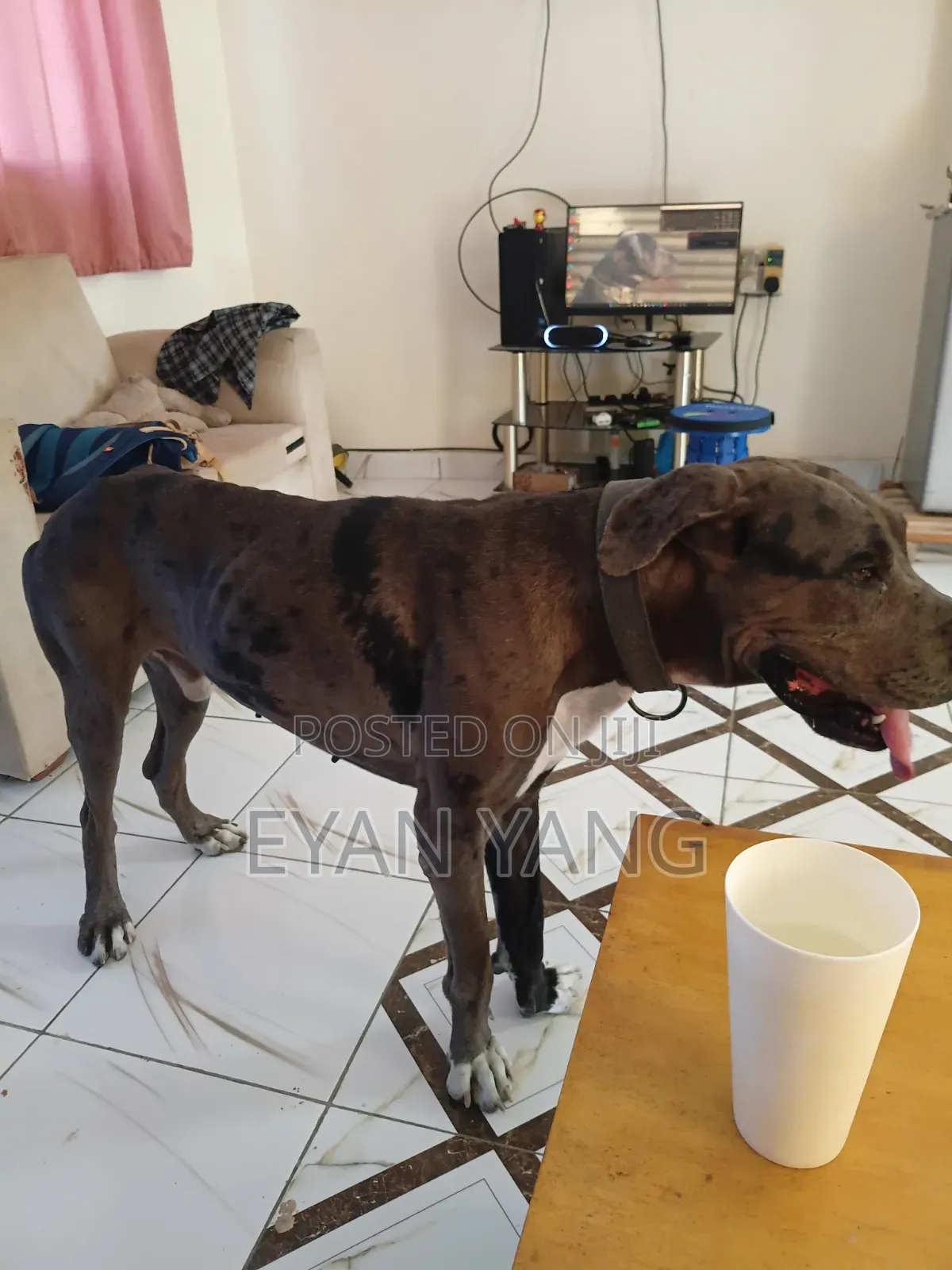 1+ year Male Purebred Great Dane