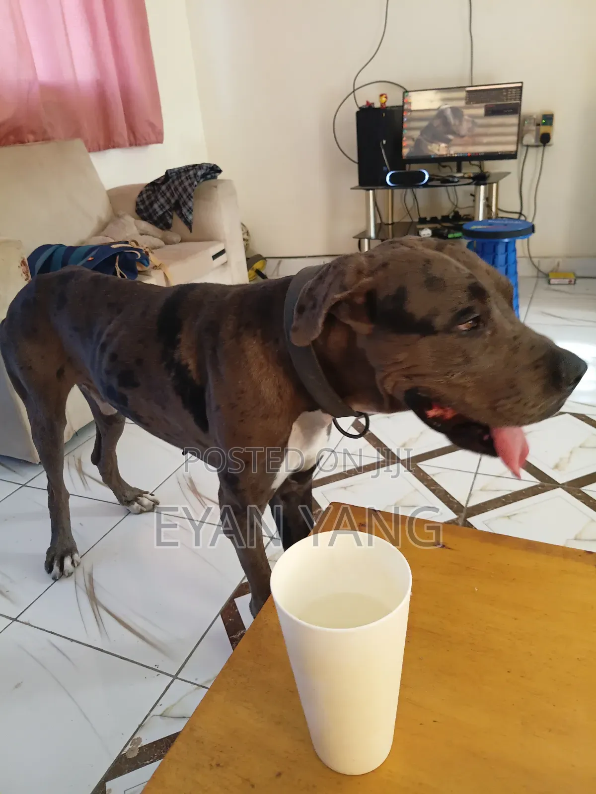1+ year Male Purebred Great Dane