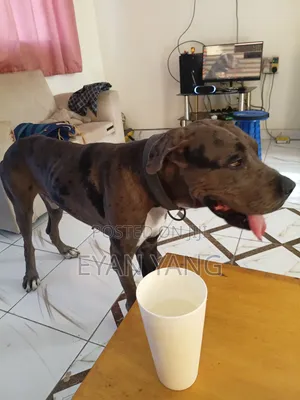 1+ year Male Purebred Great Dane