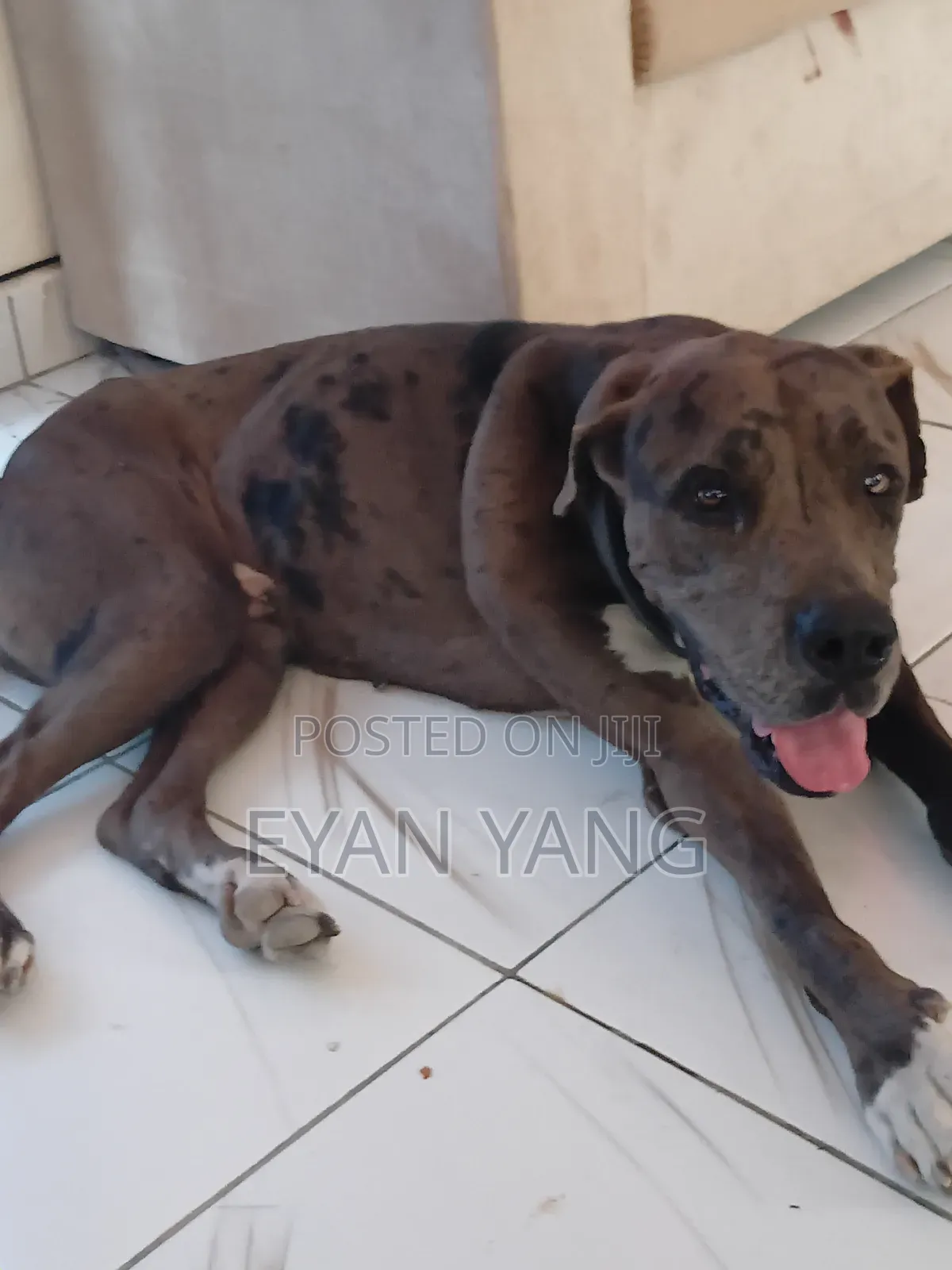 1+ year Male Purebred Great Dane