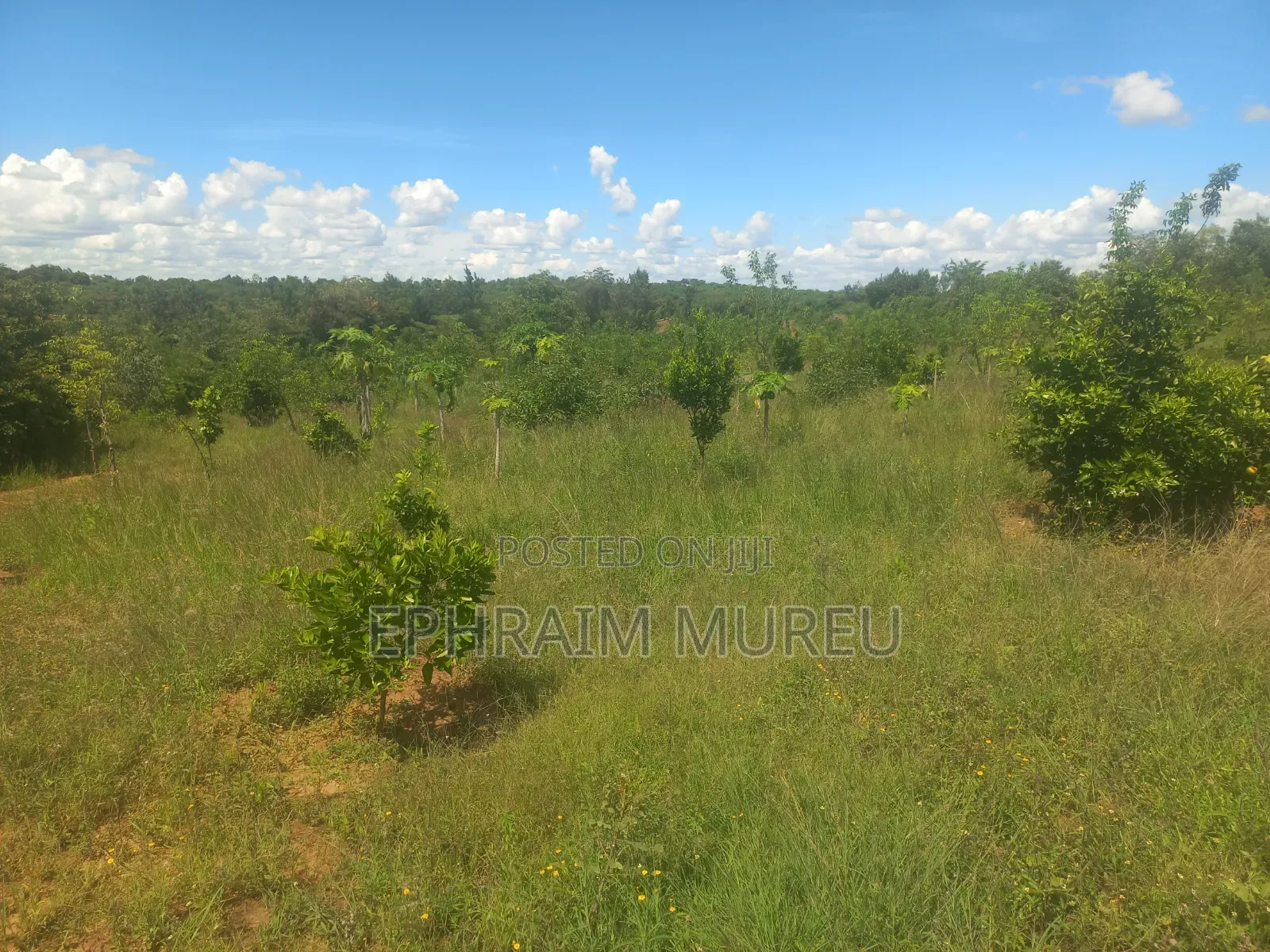 1 Acre Mananja - Makuyu