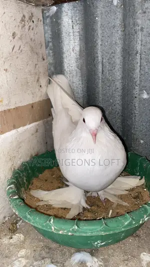 Pair of Big Body and Long Flairs