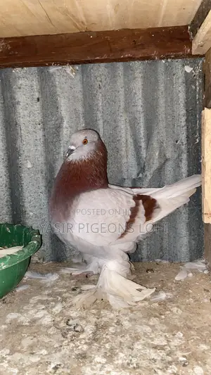 Pair of Big Body and Long Flairs