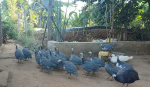 Mature Guinnea Fowl Birds on Sale