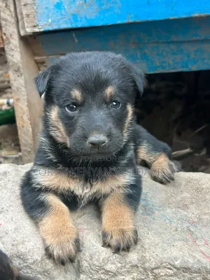 1-3 months Female Purebred German Shepherd