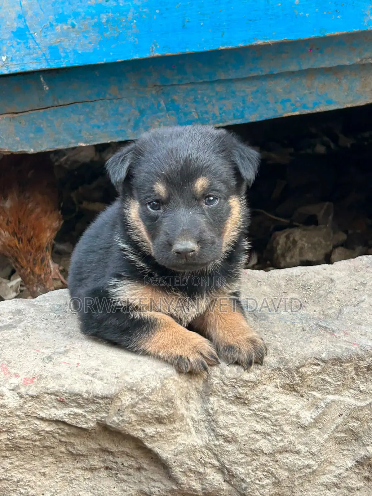1-3 months Female Purebred German Shepherd