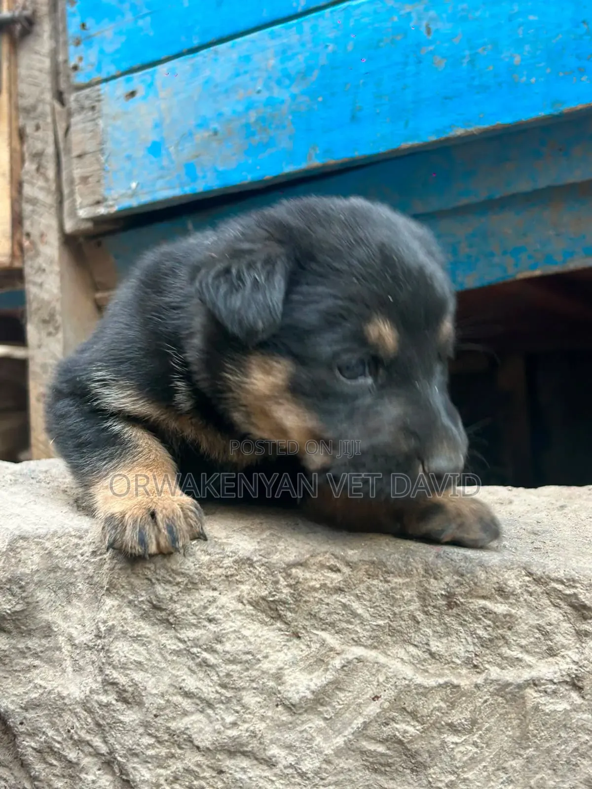 1-3 months Female Purebred German Shepherd