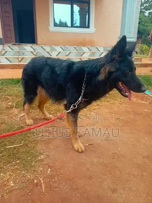 1+ year Female Purebred German Shepherd