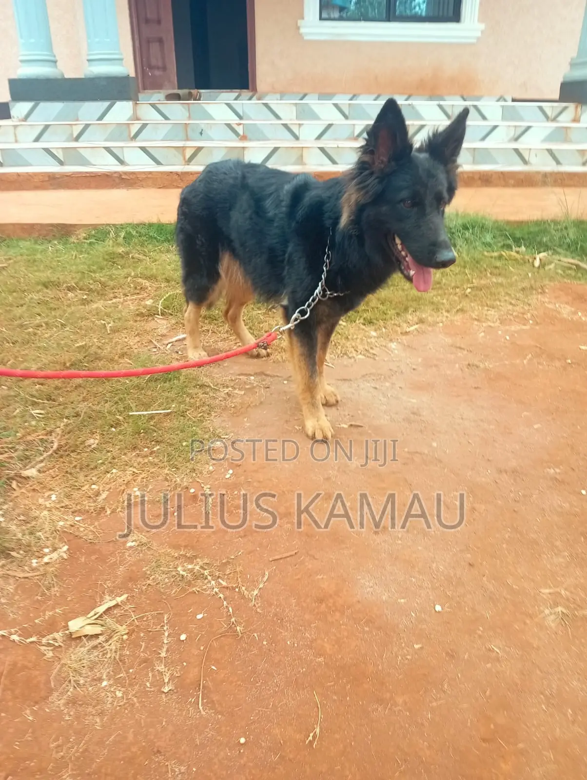 1+ year Female Purebred German Shepherd