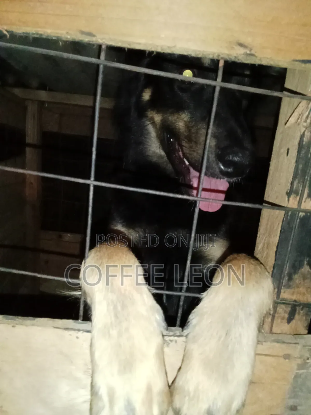 1+ year Male Mixed Breed German Shepherd
