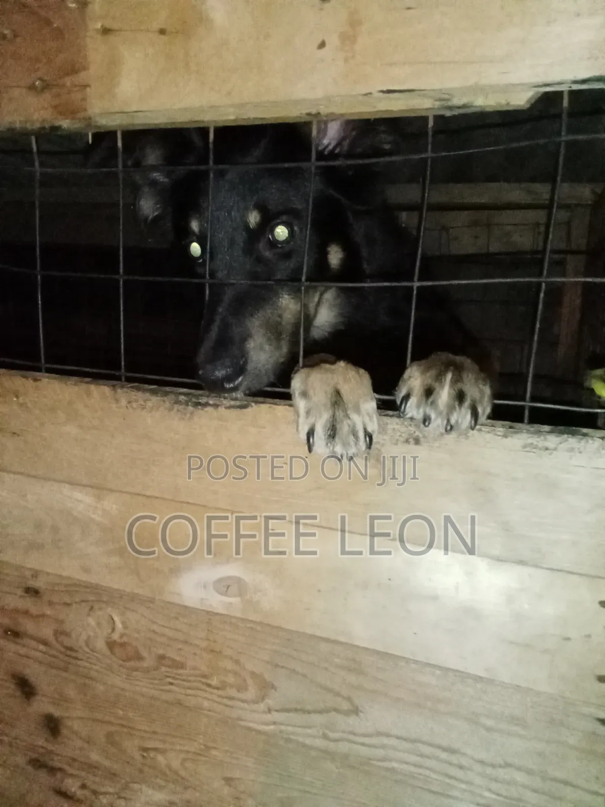1+ year Male Mixed Breed German Shepherd