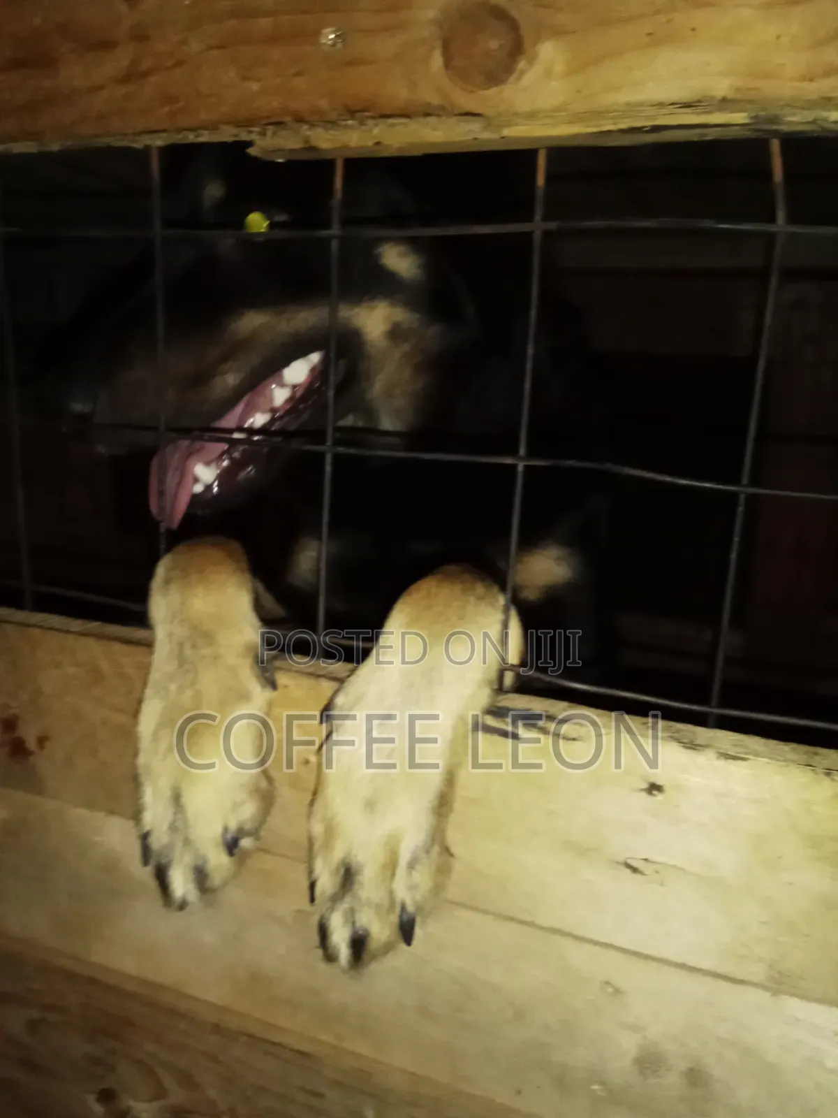 1+ year Male Mixed Breed German Shepherd