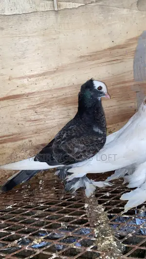 Hungarian Pair
