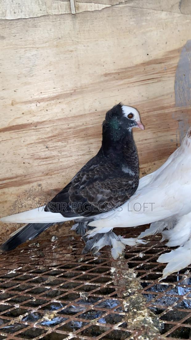 Hungarian Pair