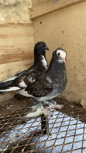 Hungarian Pair