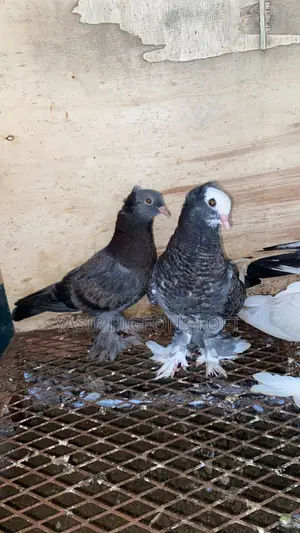 Hungarian Pair
