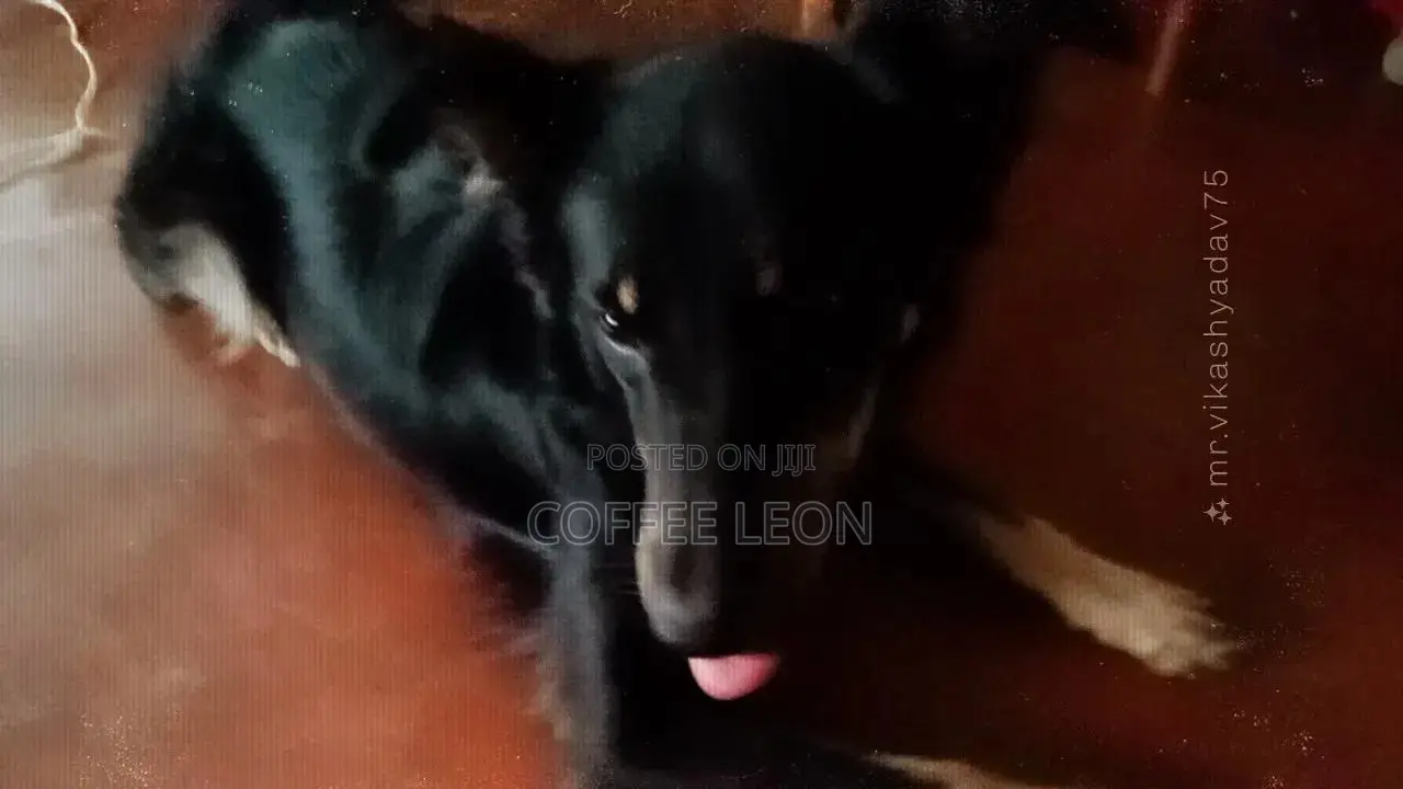 1+ year Male Mixed Breed German Shepherd