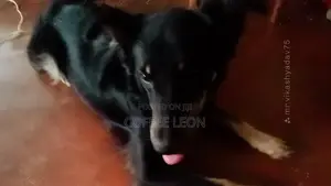 1+ year Male Mixed Breed German Shepherd