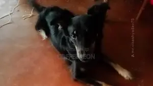 1+ year Male Mixed Breed German Shepherd
