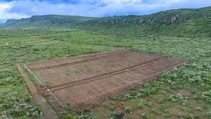  50x100 Plot for Sale at Nachu Mikuyuni – Only KSh 430,000!