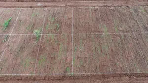  50x100 Plot for Sale at Nachu Mikuyuni – Only KSh 430,000!
