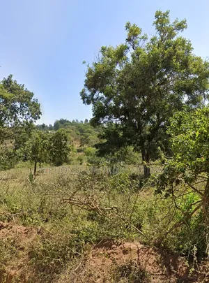 Plot for Sale
