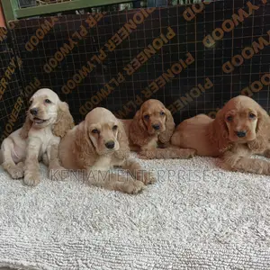 1-3 months Male Purebred English Cocker Spaniel