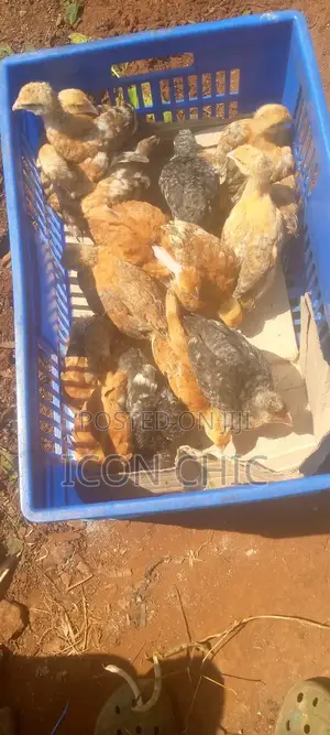 Kenbro F1 Chicks