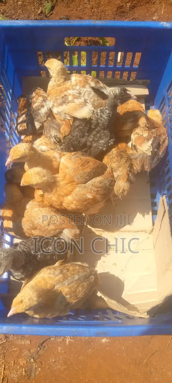 Kenbro F1 Chicks