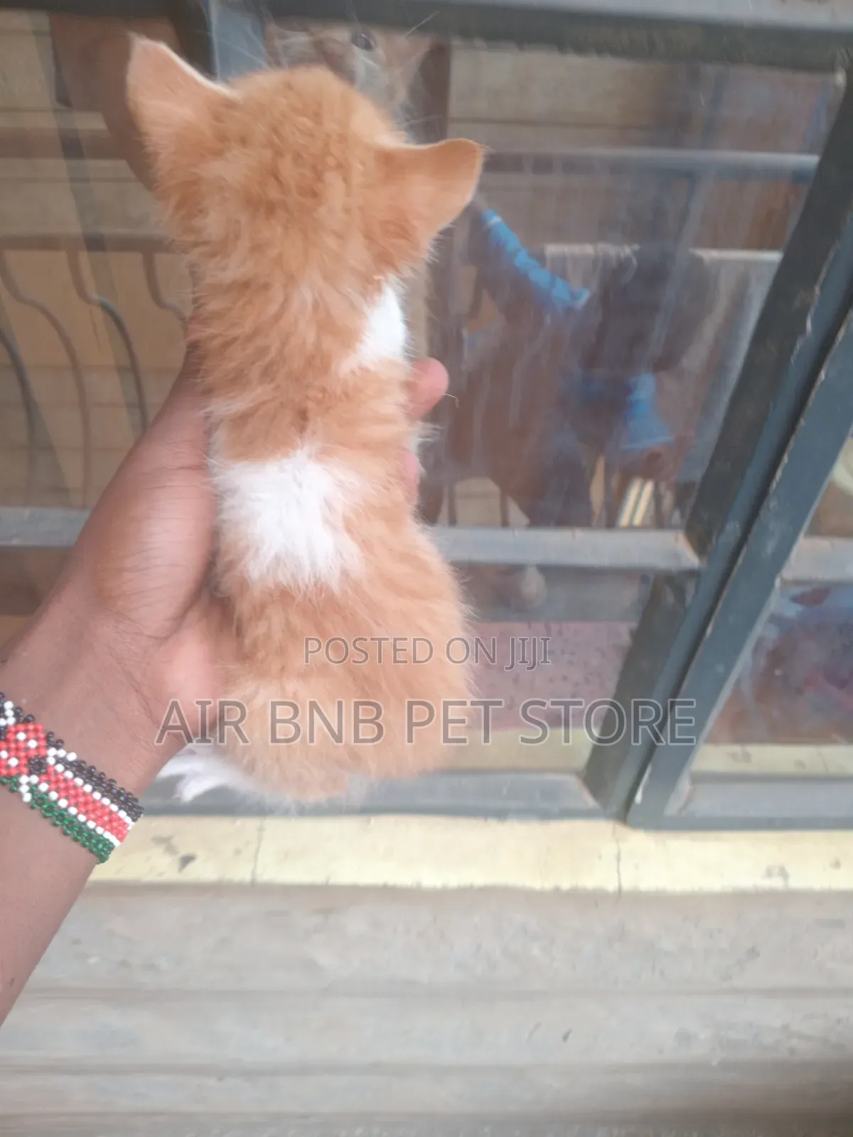 1-3 months Male Purebred American Curl