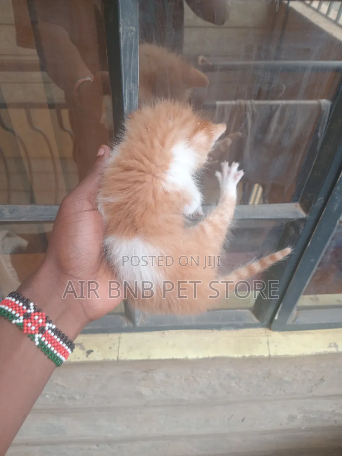 1-3 months Male Purebred American Curl