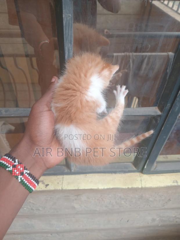 1-3 months Male Purebred American Curl