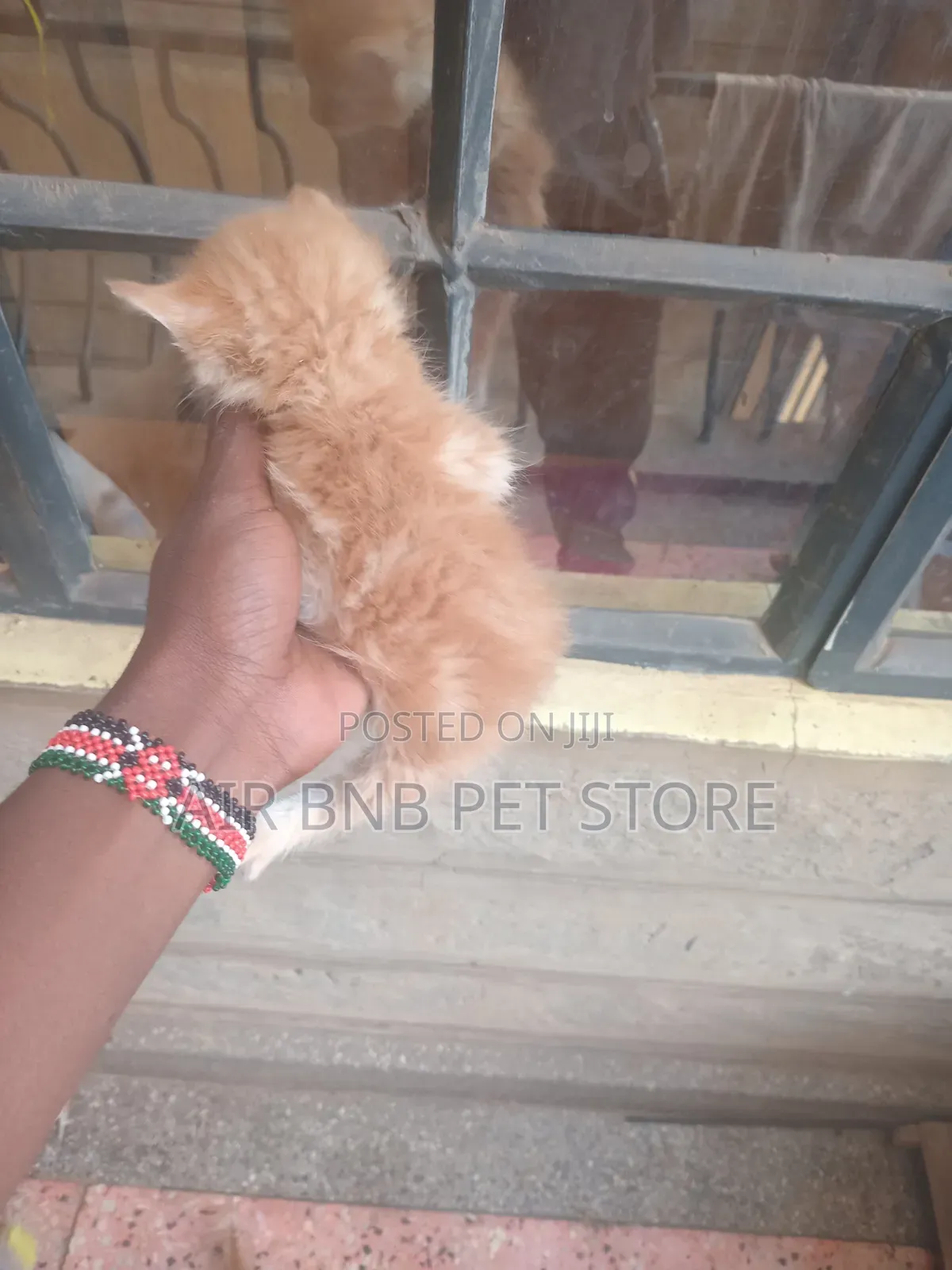 1-3 months Male Purebred American Curl