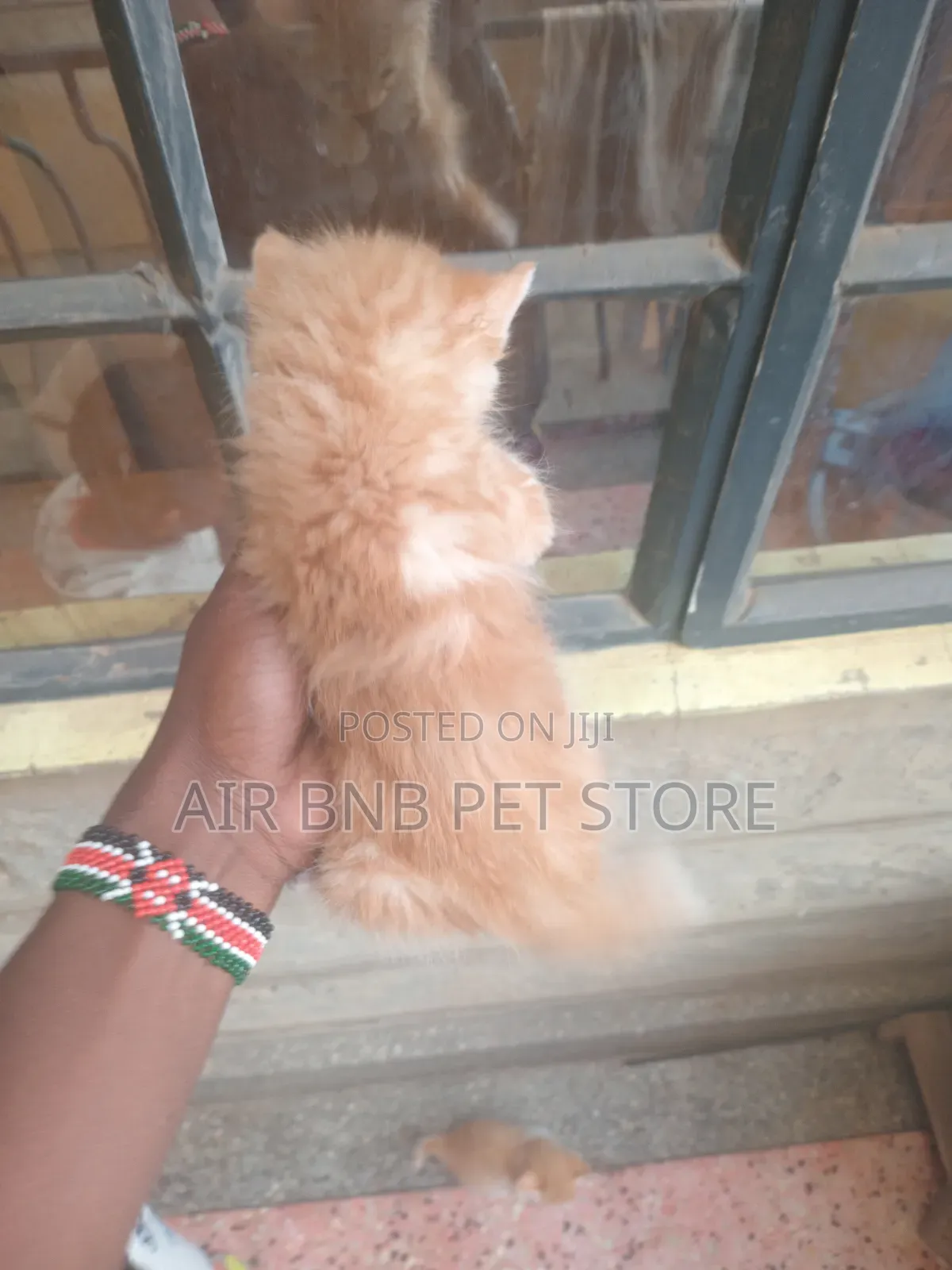 1-3 months Male Purebred American Curl