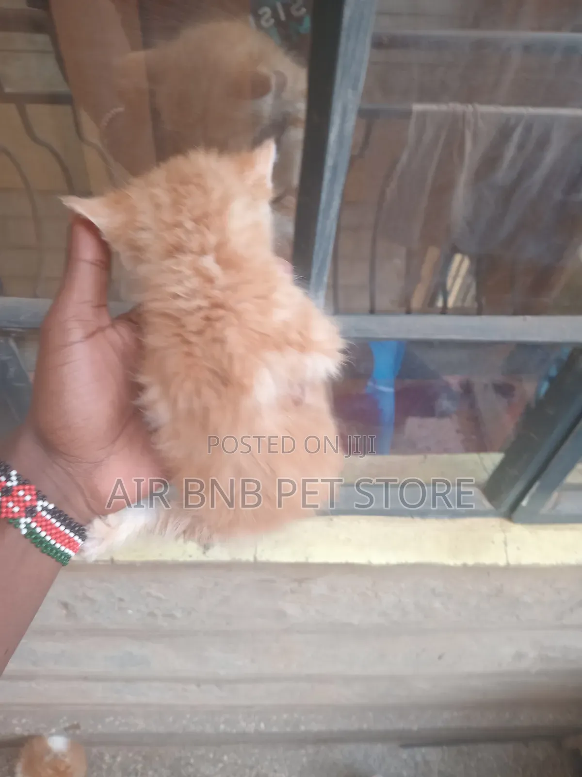 1-3 months Male Purebred American Curl