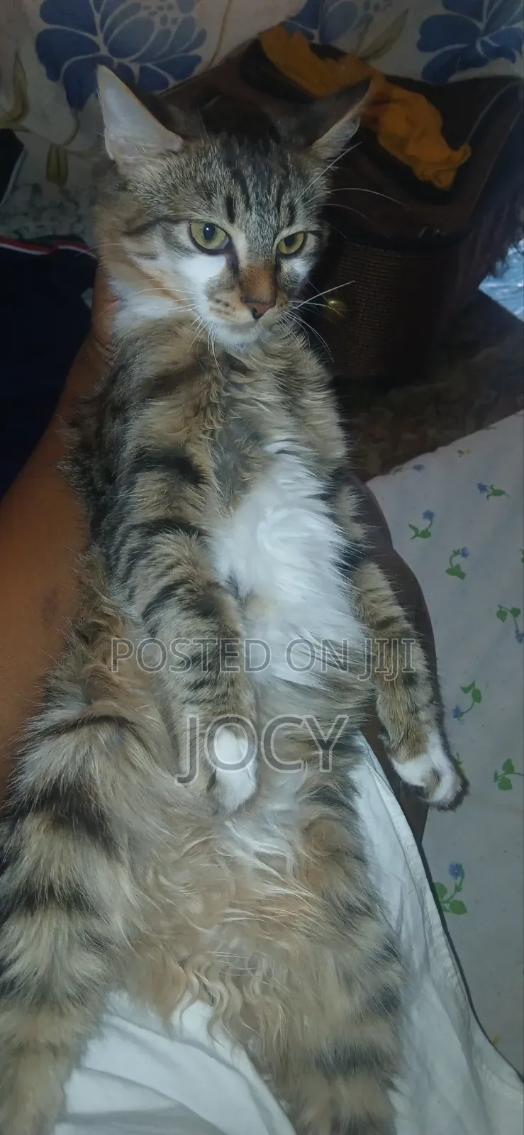 6-12 months Male Mixed Breed Tabby