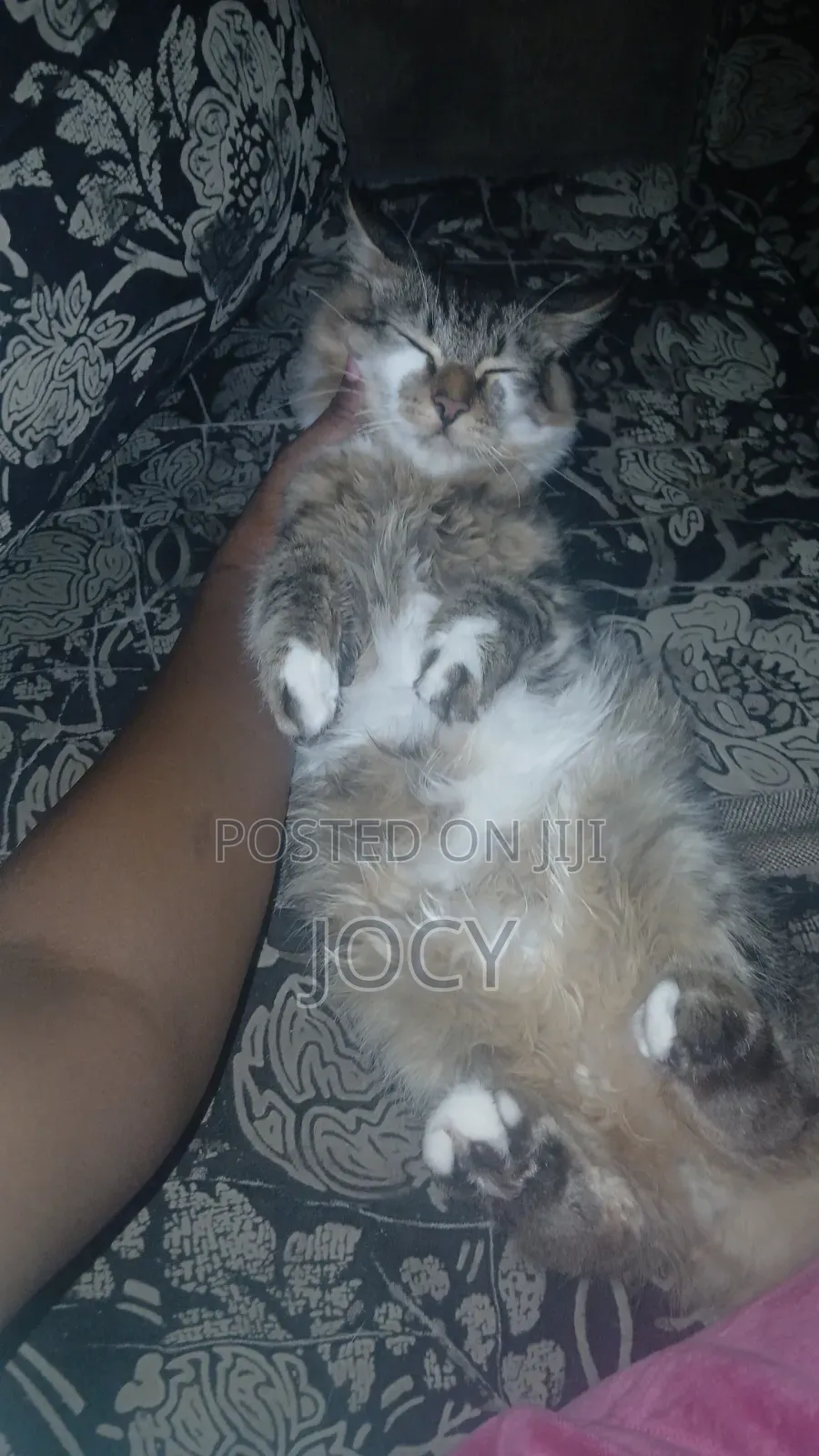 6-12 months Male Mixed Breed Tabby