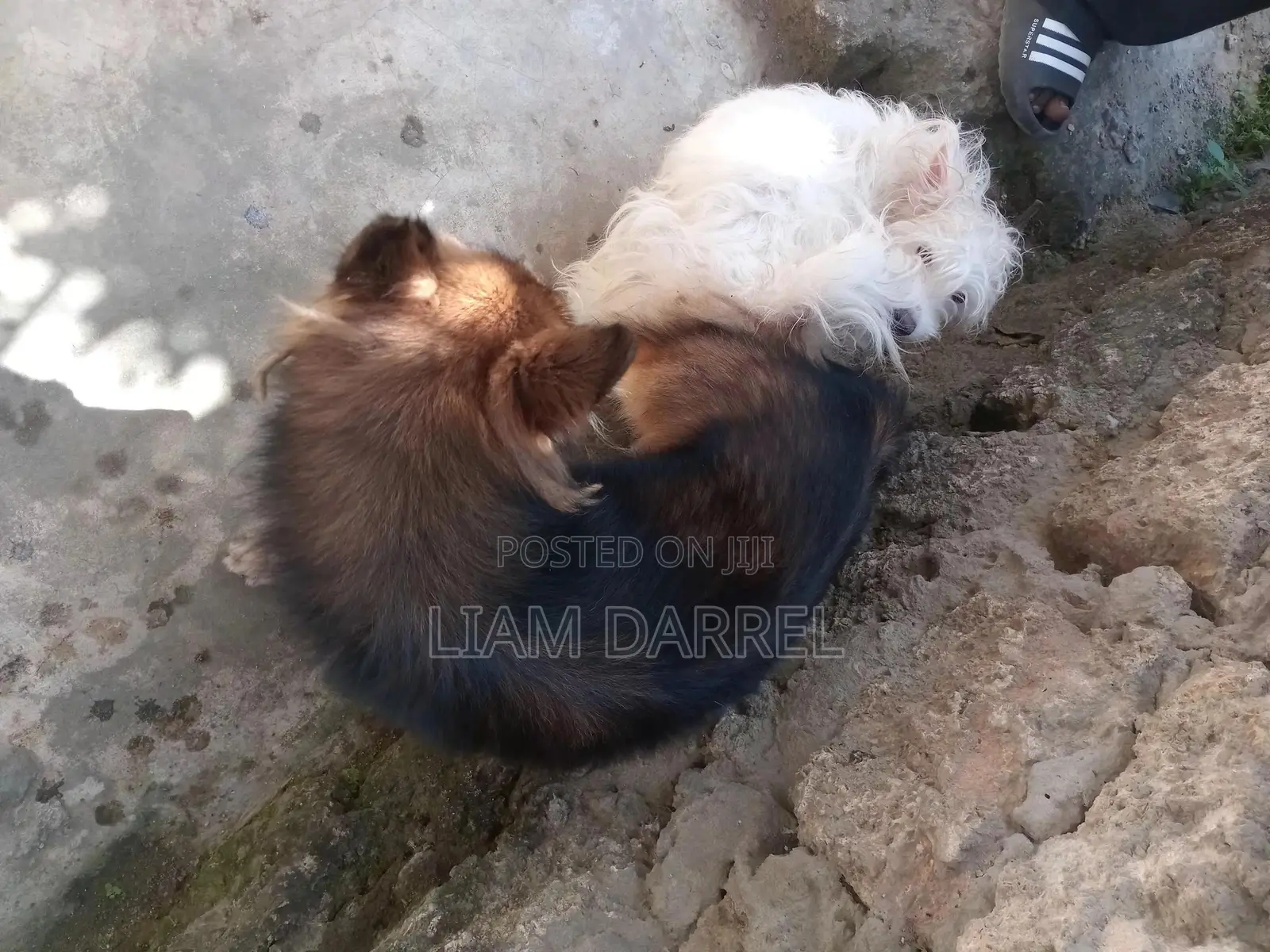 6-12 months Male Mixed Breed Japanese Spitz