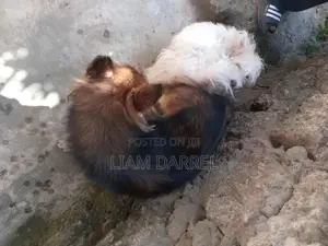 6-12 months Male Mixed Breed Japanese Spitz