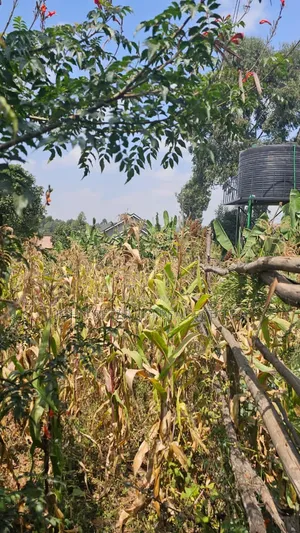 Plots in Kamangu, Kikuyu