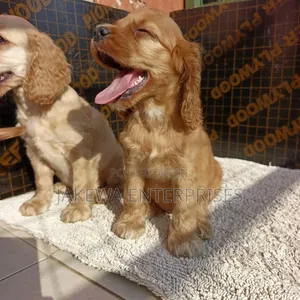 1-3 months Male Purebred English Springer Spaniel