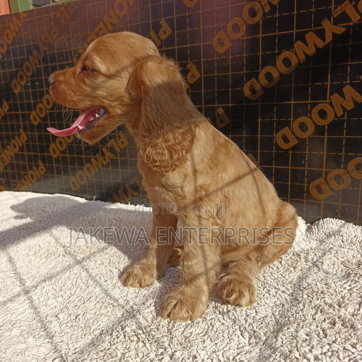 1-3 months Male Purebred English Springer Spaniel