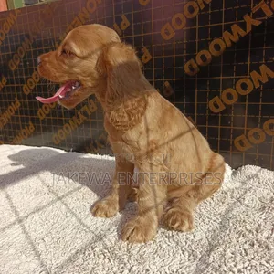 1-3 months Male Purebred English Springer Spaniel