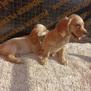 1-3 months Female Purebred English Cocker Spaniel