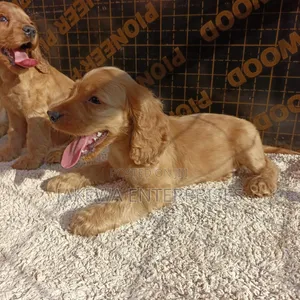 1-3 months Male Purebred English Cocker Spaniel
